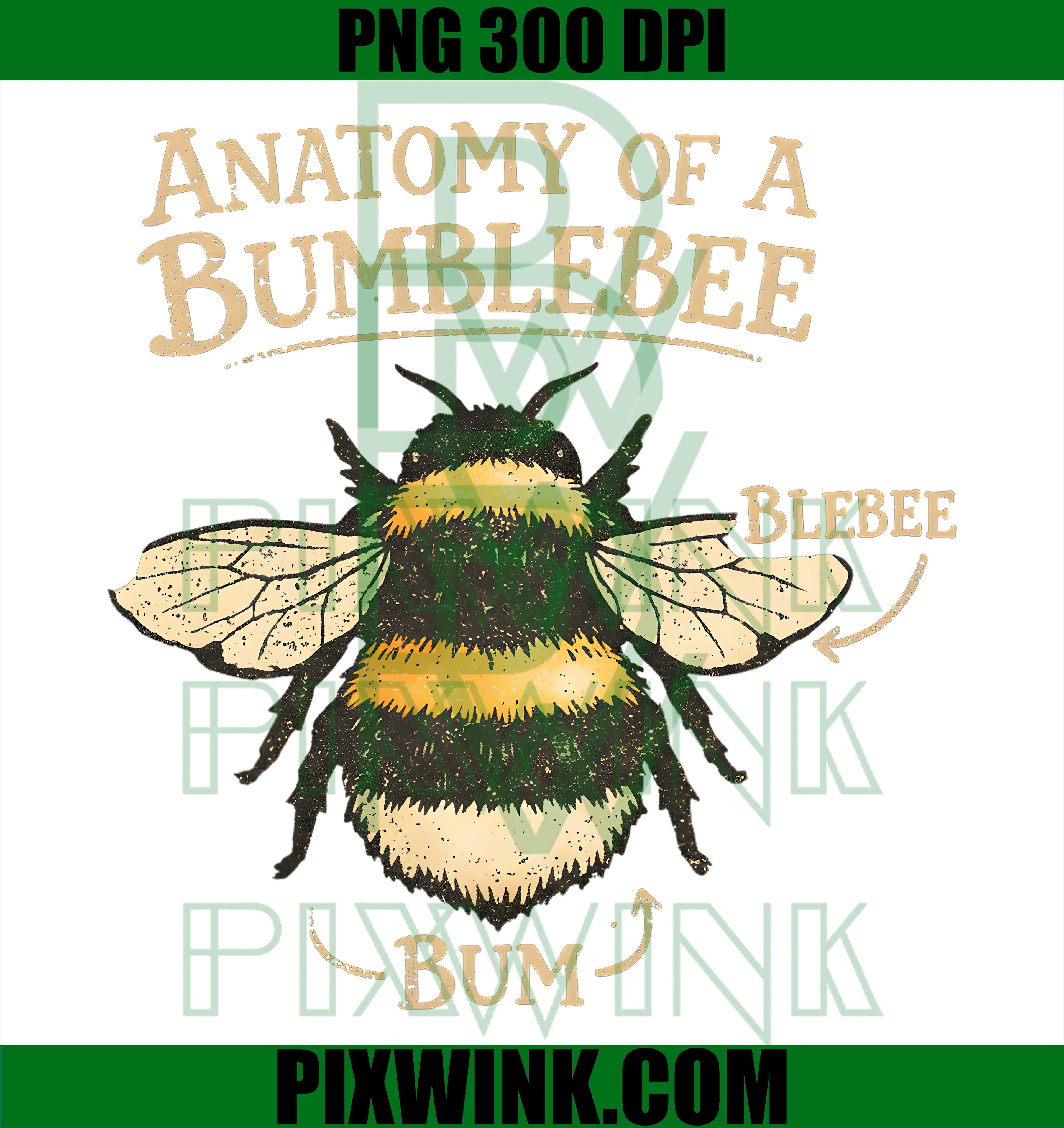 Anatomy of a Bumblebee Graphic PNG, Vintage Style Bee Illustration PNG