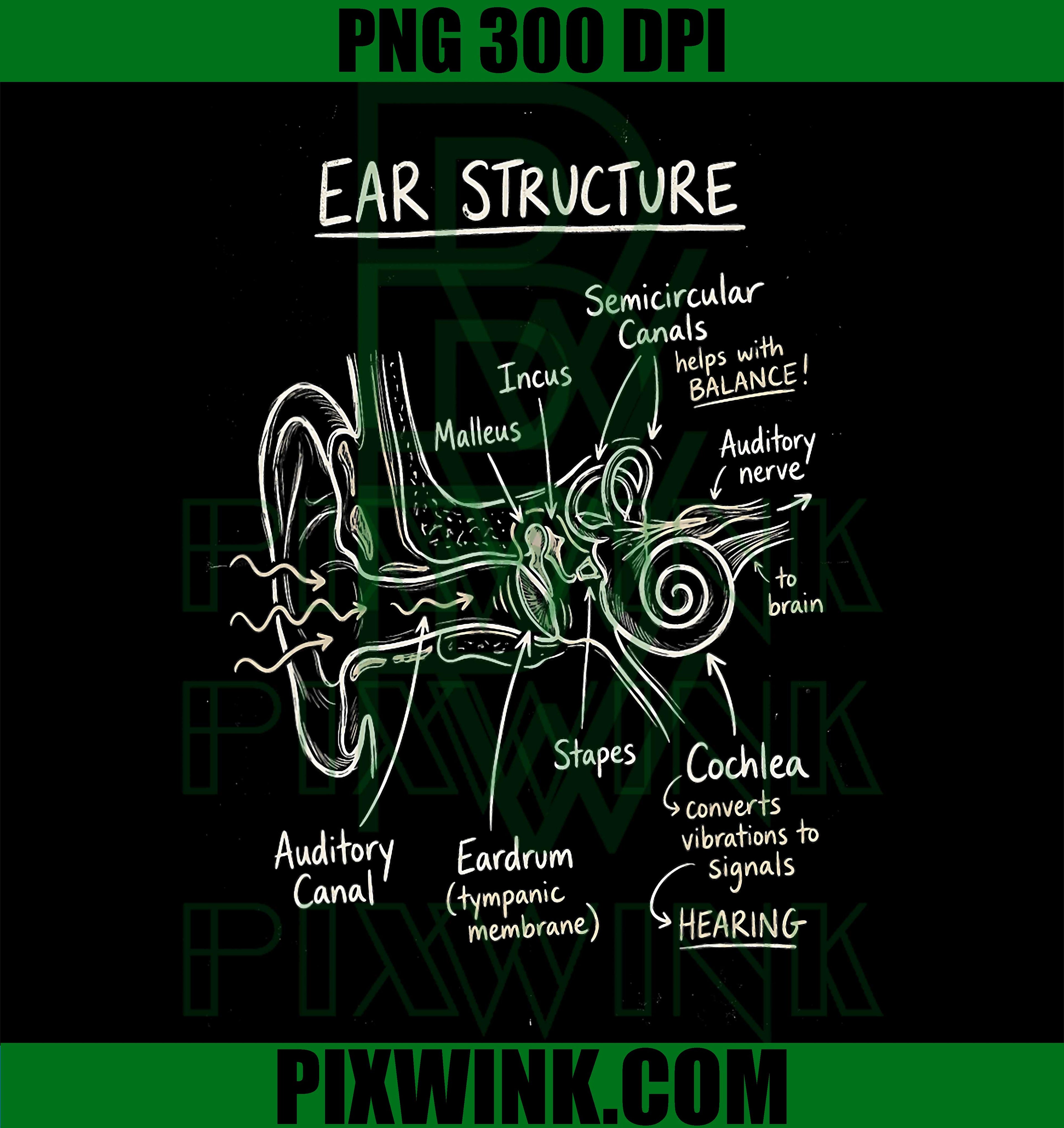 Ear Anatomy PNG, Hearing Science Diagram PNG