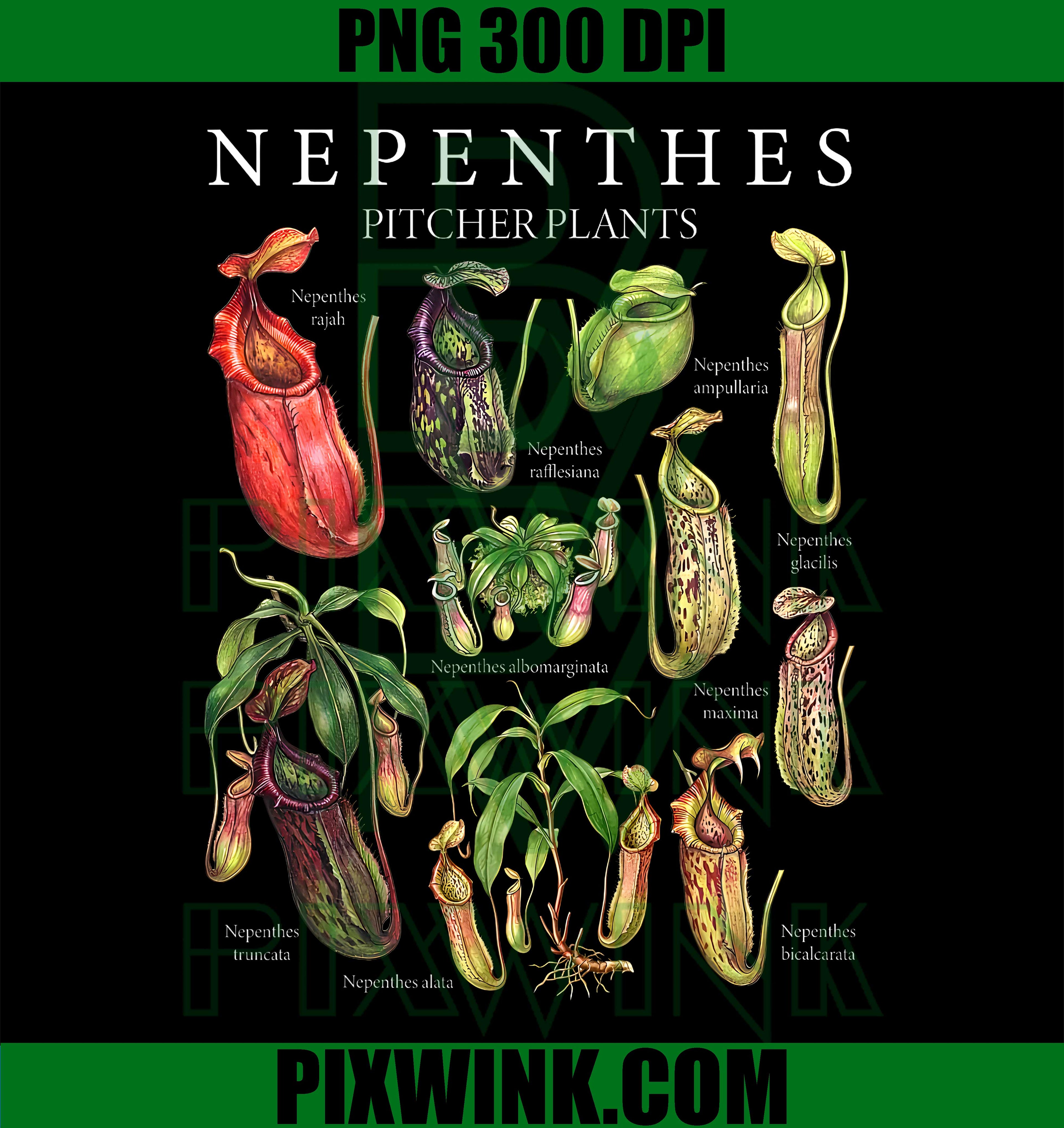 Carnivorous Plants Pitcher PNG, Botanical Nature Gardening PNG