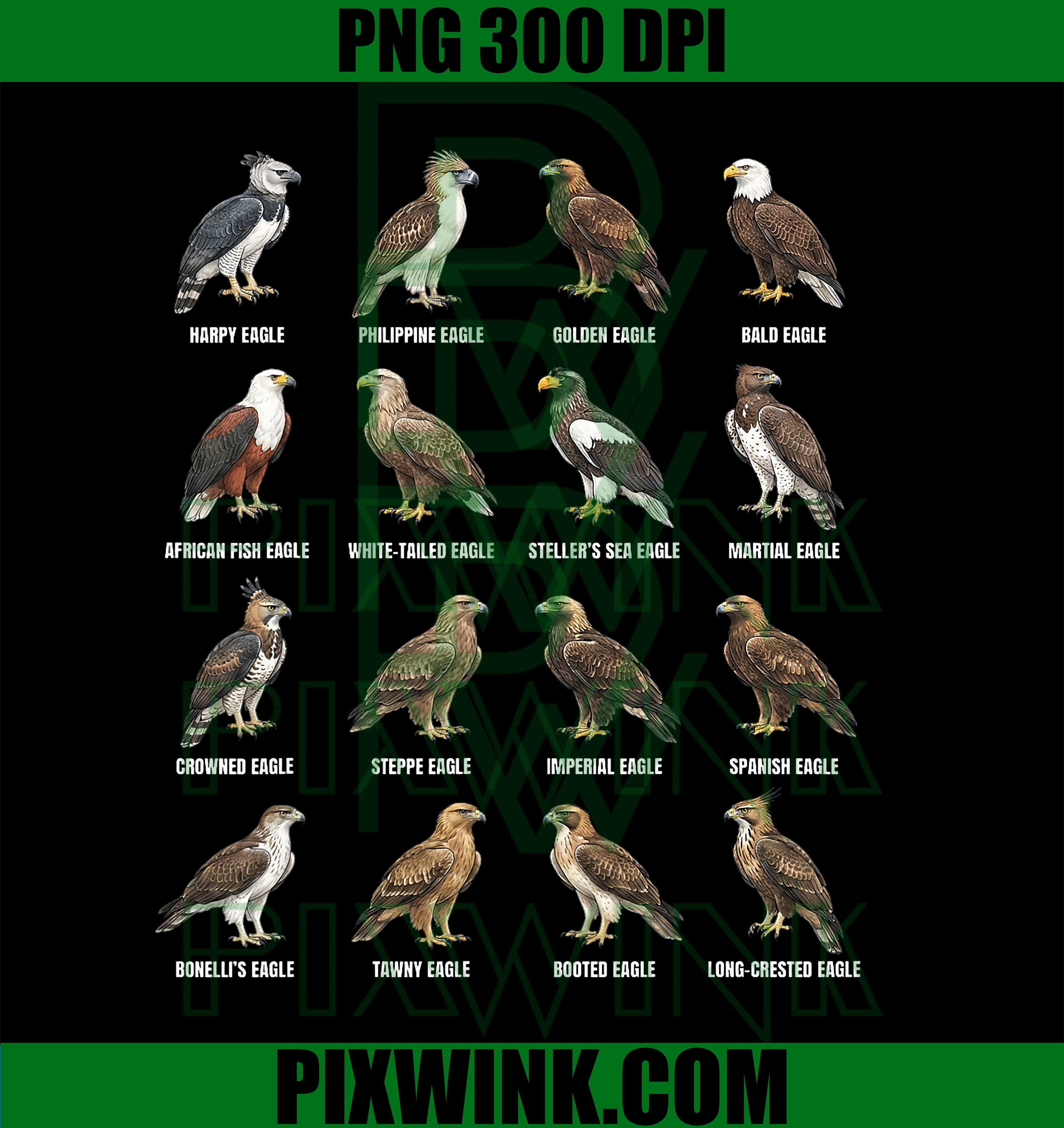 Eagle Species Chart PNG, Types of Eagles Ornithology PNG