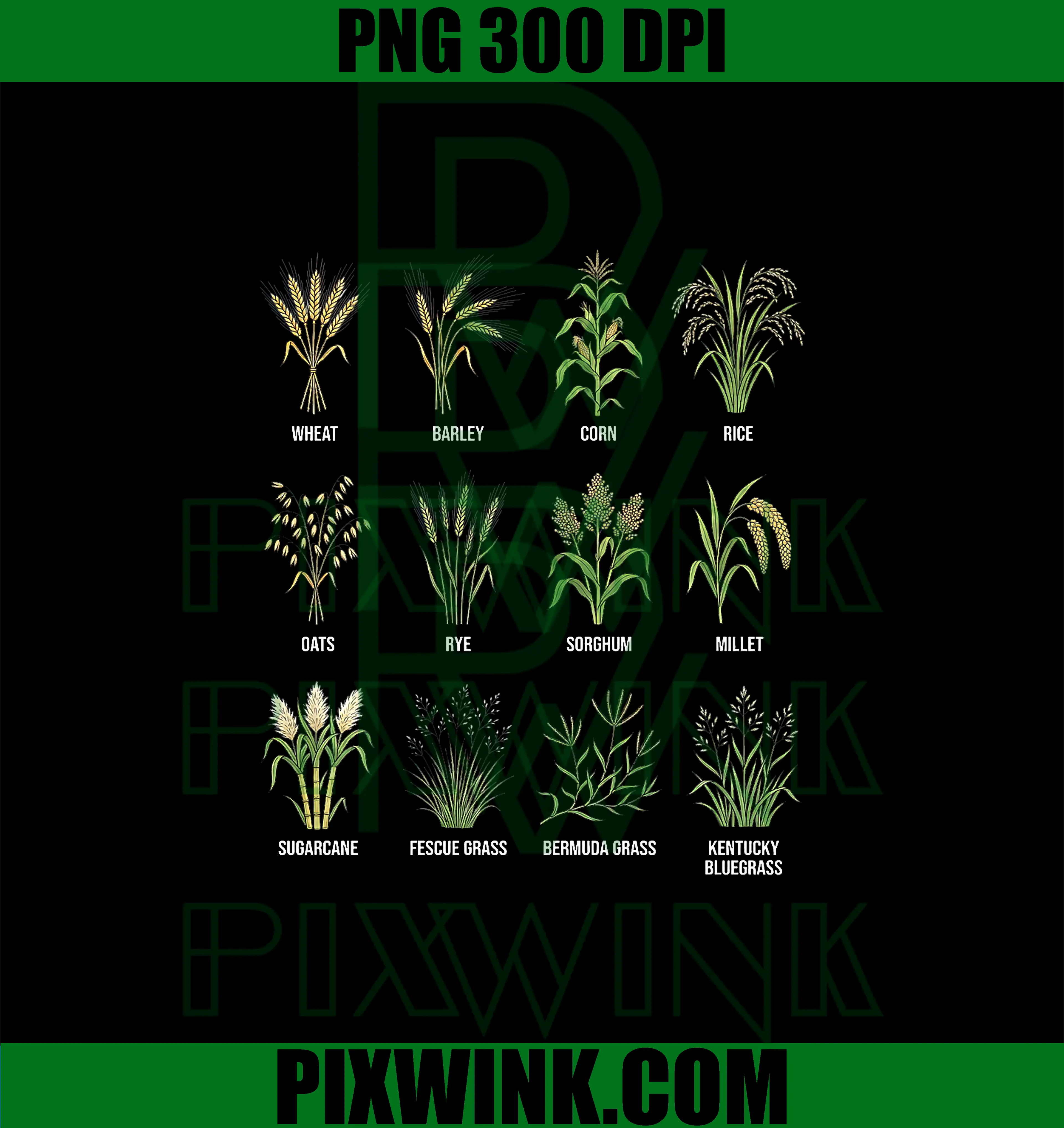 Grasses & Cereals Chart PNG, Botanical Guide Plants Enthusiasts PNG
